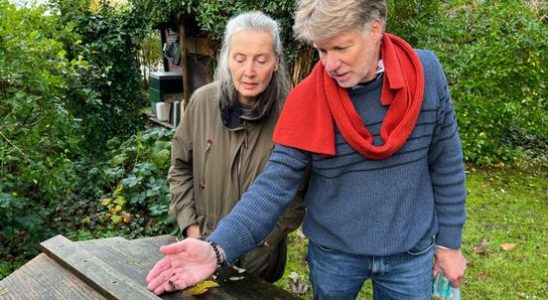 Zeist infested by Asian hornet one nest dismantled but danger