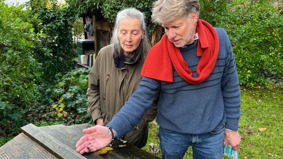 Zeist infested by Asian hornet one nest dismantled but danger