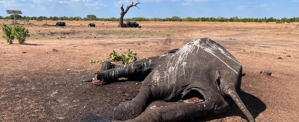 100 elephants dead from climate change