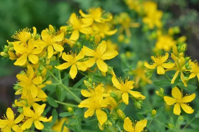 St. John's Wort2