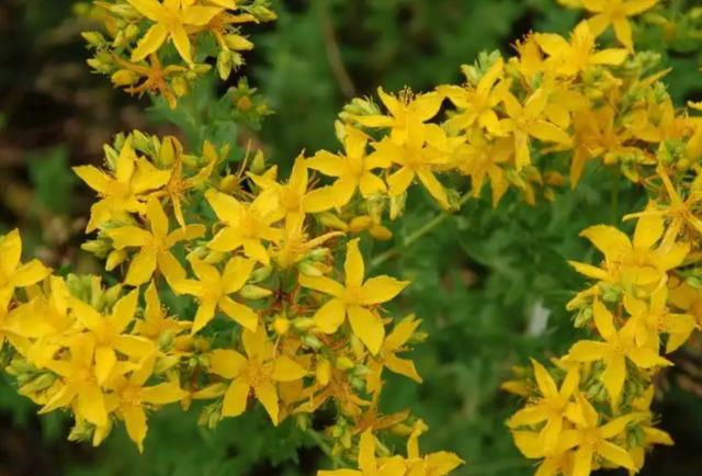 St. John's Wort3