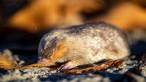 A wanted golden mole surfaced in South Africa after 90