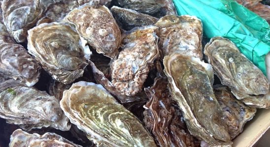 Alert oysters from this French production area are prohibited for