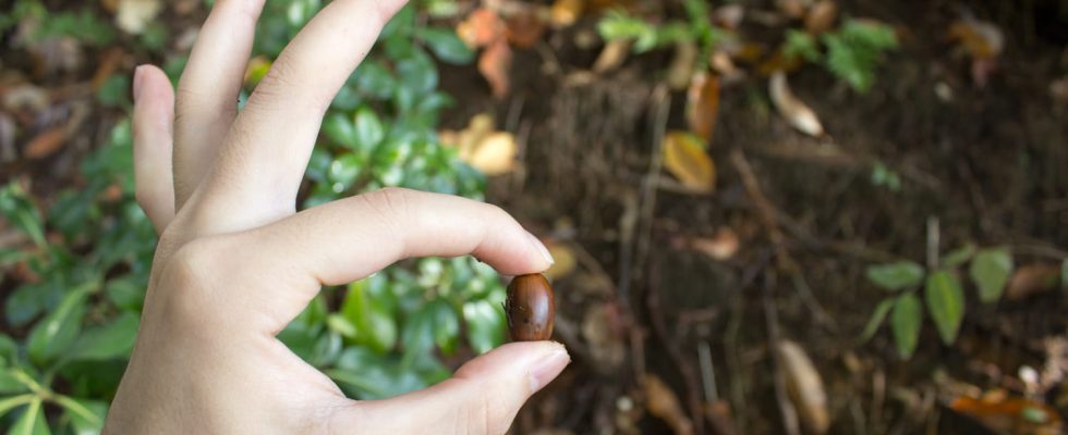 Are acorns edible or not Edible or toxic