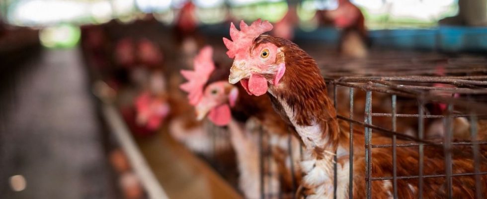 Avian flu among our European neighbors should we be worried