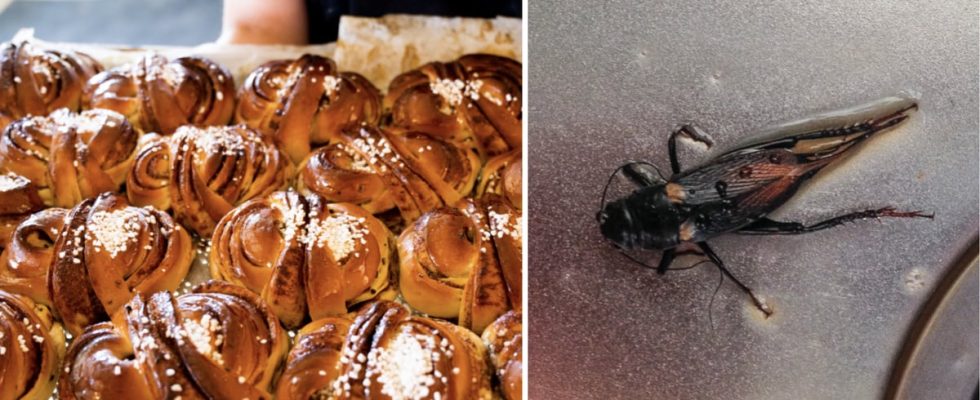 Bakery forced to close immediately after cockroach problem