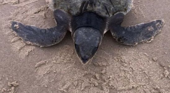 Beached sea turtle Blof died animal for research at Utrecht