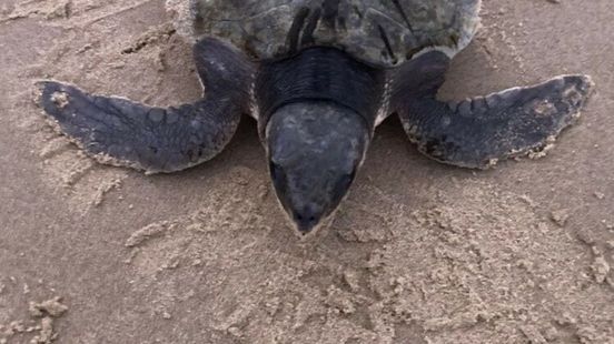 Beached sea turtle Blof died animal for research at Utrecht