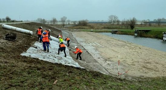 Beavers swim with high tide extra inspections at dikes along