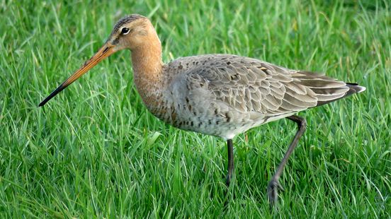 Black tailed Godwit had more success breeding this year