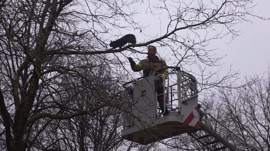 Cat in tree falls 10 meters during rescue operation