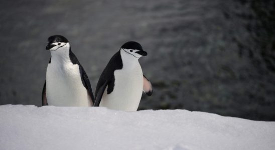 Chinstrap penguins take more than 10000 naps per day