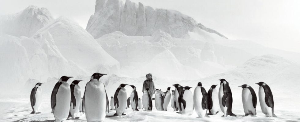 Cinema Journey to the South Pole by Luc Jacquet a