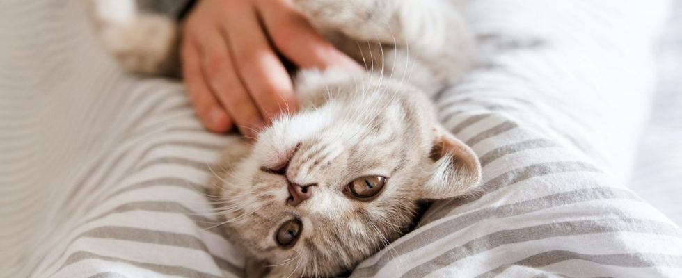 Does having a cat really increase the risk of schizophrenia