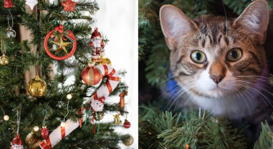 How to get the cat to leave the Christmas tree