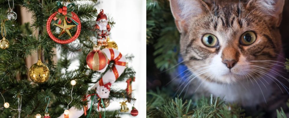 How to get the cat to leave the Christmas tree