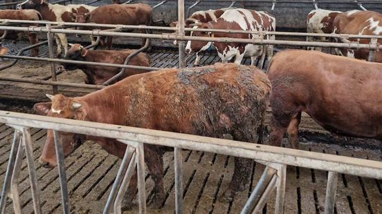 Spakenburg farmer who neglected 128 cows hears sentence 20000 euros