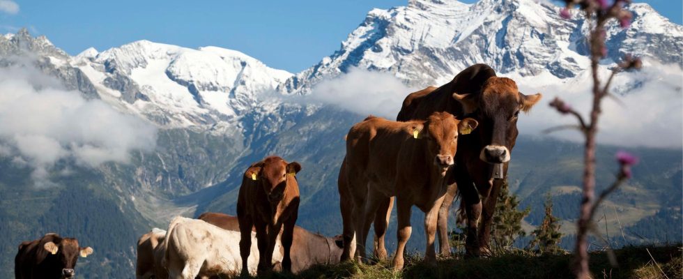 Switzerland will hold a referendum – on cowbells