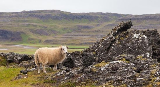 Taste Iceland