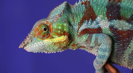 The Chameleon Trojan is making a comeback on Android smartphones