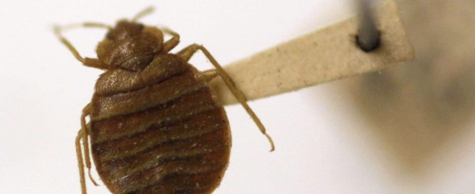 The Sniper insecticide used against bedbugs is dangerous ANSES warns