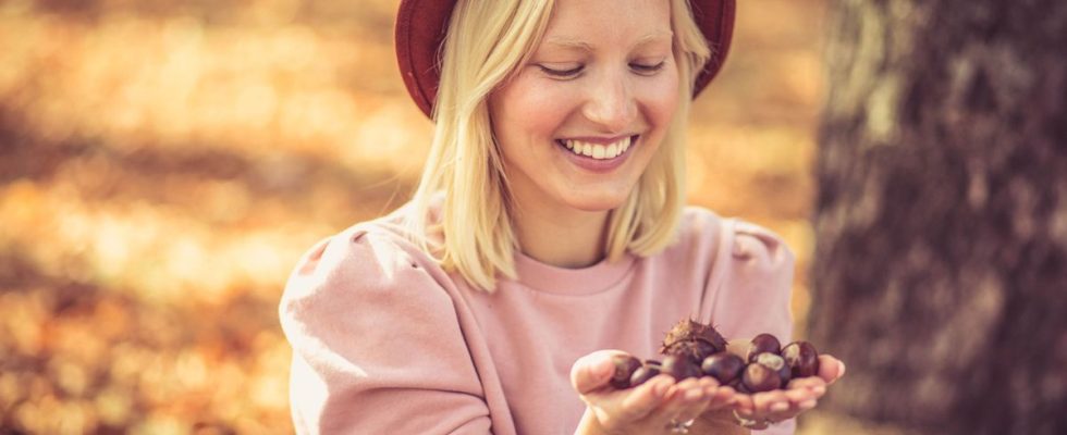 The chestnut a fruit with unsuspected beauty virtues