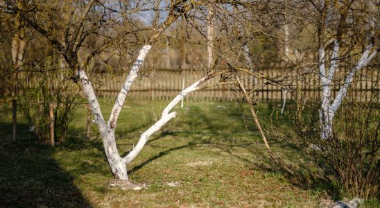 These trees painted white in our countryside hide a peasant