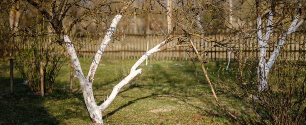 These trees painted white in our countryside hide a peasant