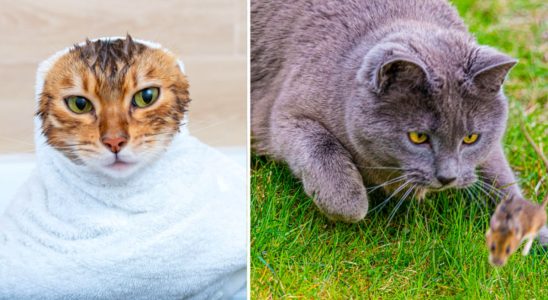 This is why your cat vomits on carpets