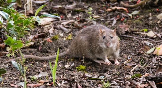 This sign is not misleading it indicates that rats are