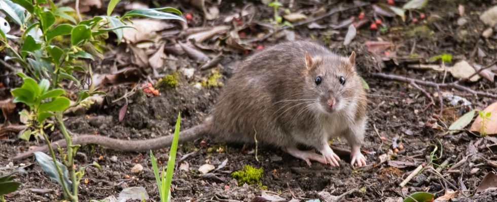 This sign is not misleading it indicates that rats are