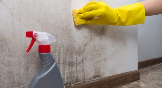 This solution helps destroy mold on your walls in just