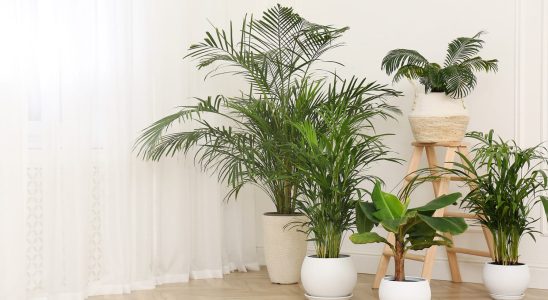 This tropical plant will put an end to mold and