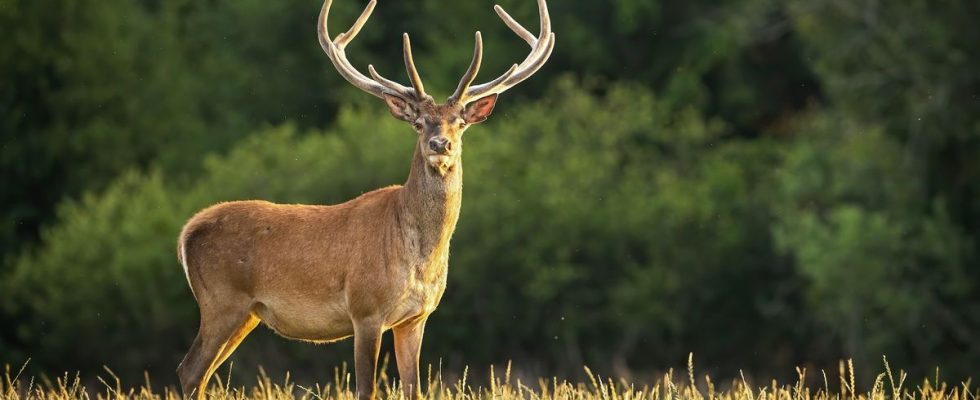 Zombie deer disease alert what is the risk of it