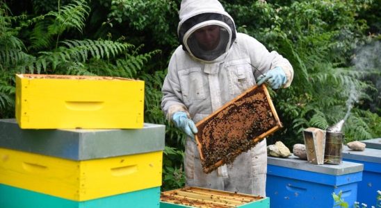 beekeepers denounce low cost honey imports