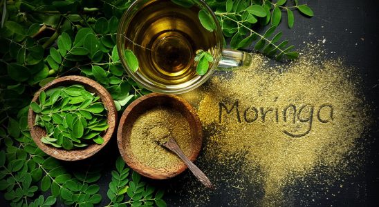 update on moringa