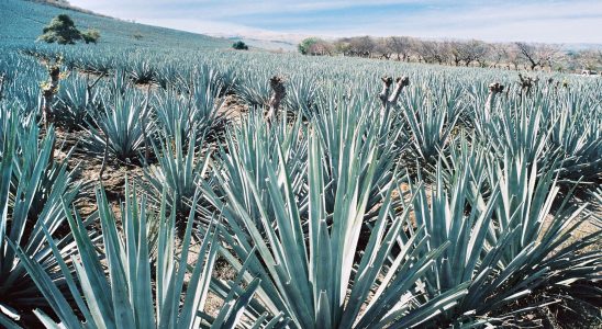 why tequila sees life in roses – LExpress