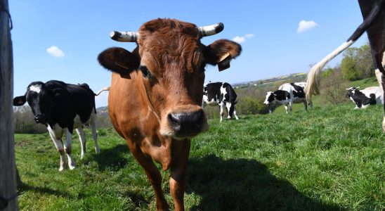 A French product changes cow farts its effects are so