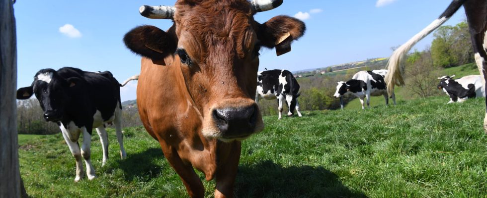 A French product changes cow farts its effects are so