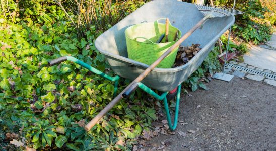 An expert reminds us that this gardening work must be