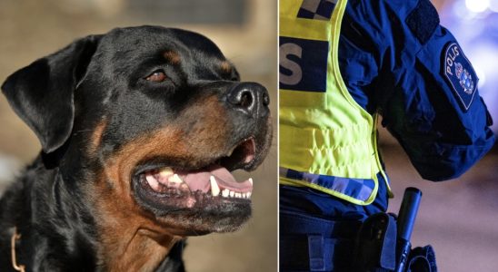 Boy aged 7 bitten by dog ​​in Gothenburg