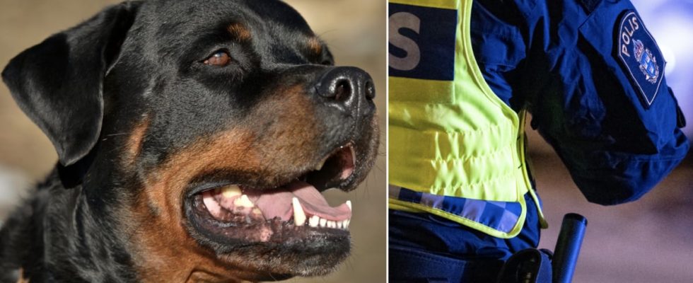 Boy aged 7 bitten by dog ​​in Gothenburg