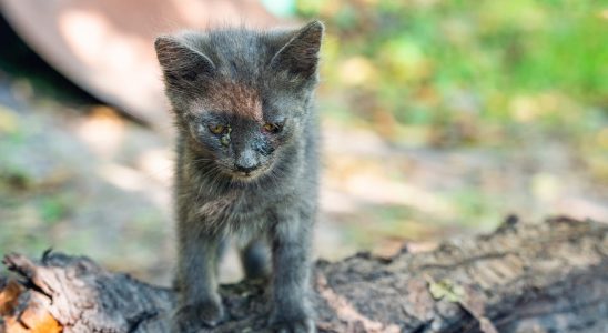 Cats mysteriously mutilated tortured or killed and children suspected