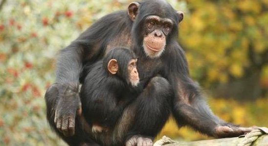 Chimpanzees recognize old acquaintances