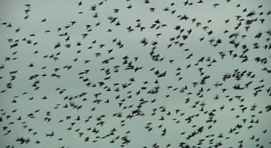 Defecating Utrecht starlings had to find another resting place after