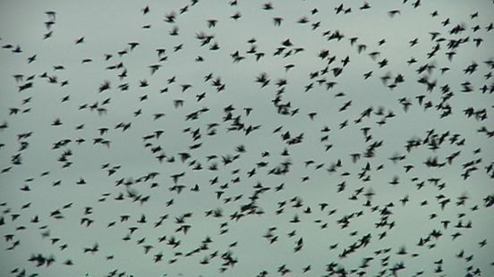 Defecating Utrecht starlings had to find another resting place after