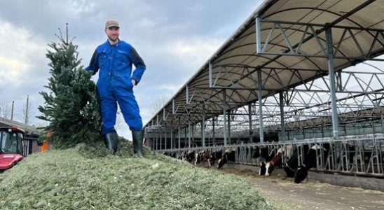 Farmer Arjen uses thousands of discarded Christmas trees as mattresses