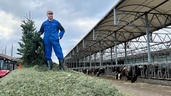 Farmer Arjen uses thousands of discarded Christmas trees as mattresses