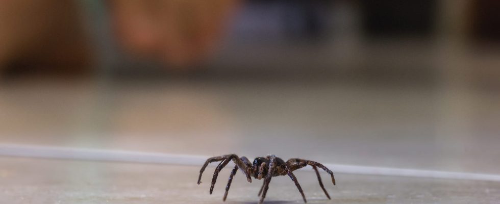 Heres why you should stop trapping spiders in your vacuum