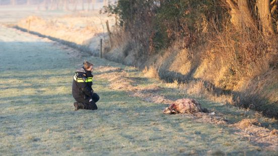 Huskies Eemnes attack cattle again sheep bitten to death